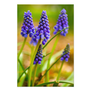 DruvHyacinths, Ohio Fototryck