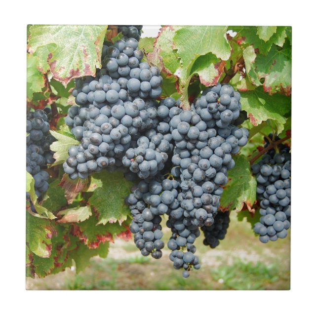Druvor av fransk Vin Kakelplatta (Framsidan)