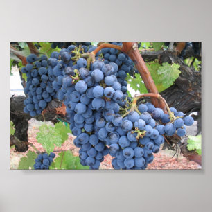 Druvor av Napa Valley Poster