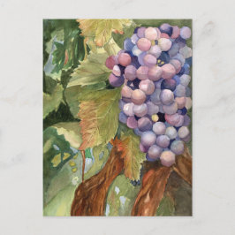 Druvor frukt av vinen vykort