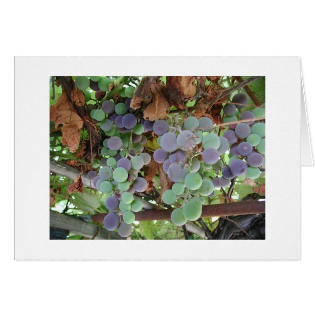 Druvor i augusti hälsningskort (Framsidan Horizontal)