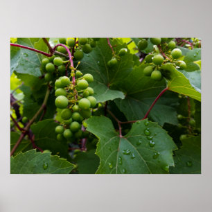 druvor i regnet poster