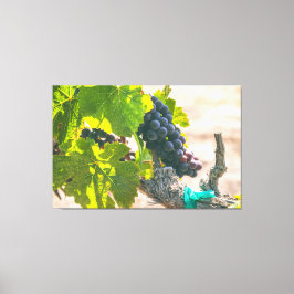 Druvor på vin canvastryck