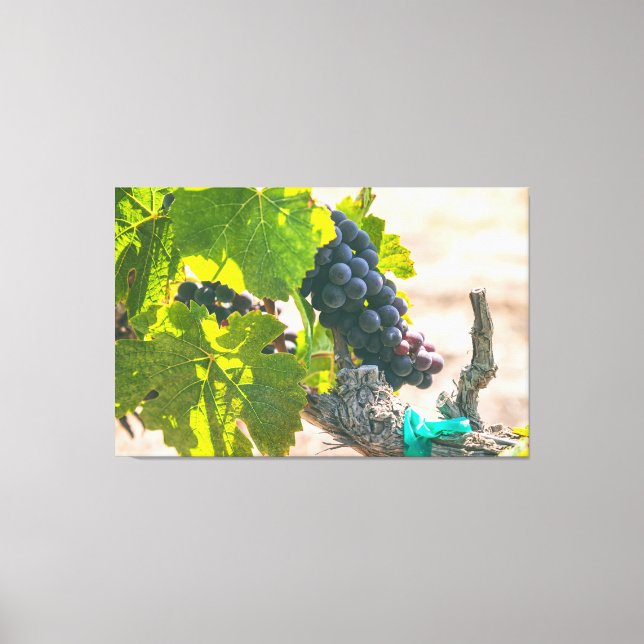 Druvor på vin canvastryck (Framsida)