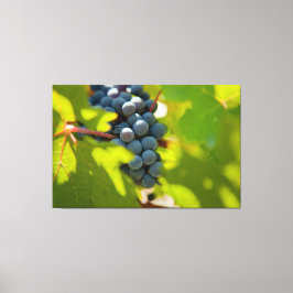 Druvor på vin canvastryck