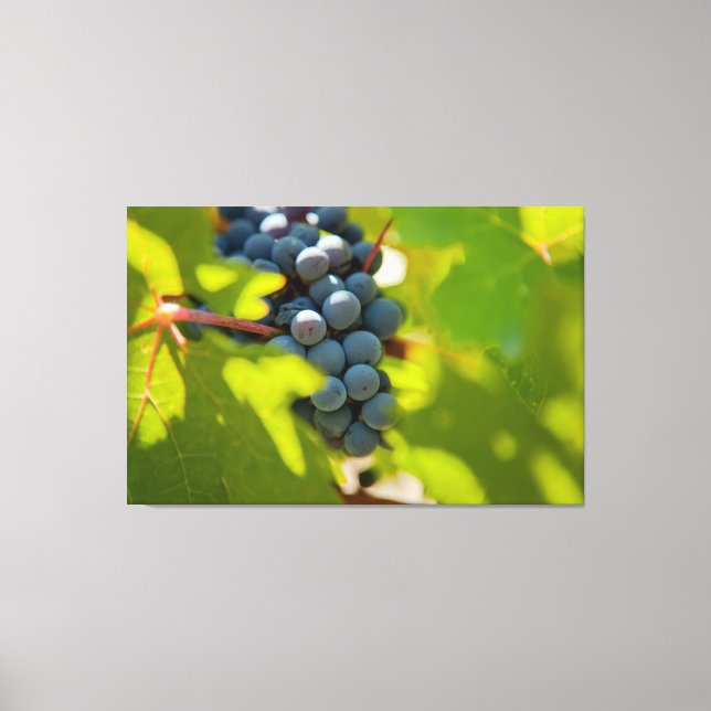 Druvor på vin canvastryck (Framsida)