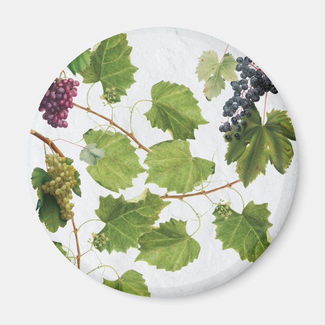 Druvor Vineyard Mediterranean Greece Island Magnet (Framsidan)