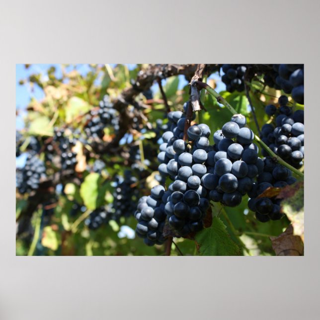 Druvor Vineyard Poster (Framsidan)