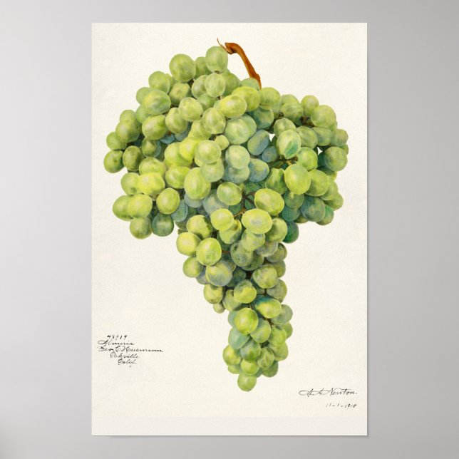 Druvor (Vitis) Färgmålning på frukt Poster (Framsidan)