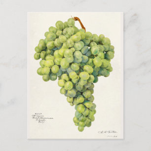 Druvor (Vitis) Färgmålning på frukt Vykort
