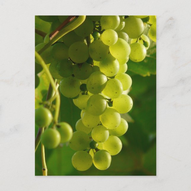 Druvor Vykort (Framsida)