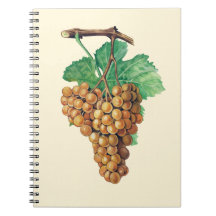 Druvorna "terretblanc", färg: buttercream