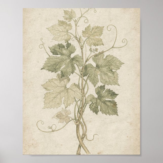 Druvräka Rankor och Blad Botanisk Konst Poster (Framsidan)