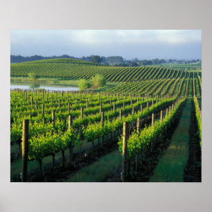 Druvrankor i snygga rader i Kaliforniens Napa Poster