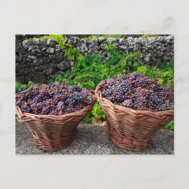 Druvskörd Vykort (Framsida)