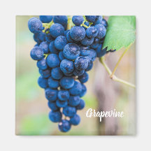 Druvvin för vin och vinodlargåva av vindruva