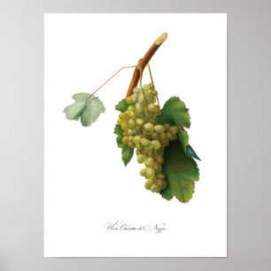 Druvvin - illustration av Vintagen Poster
