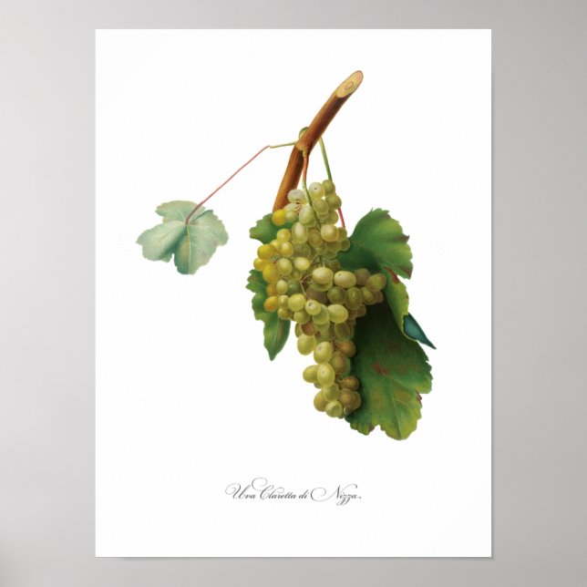 Druvvin - illustration av Vintagen Poster (Framsidan)