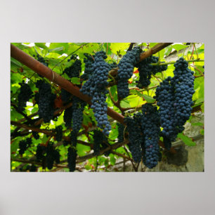 Druvvin Poster