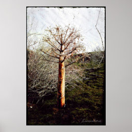 Dry Ferula Plant i Tadzjikistan Poster