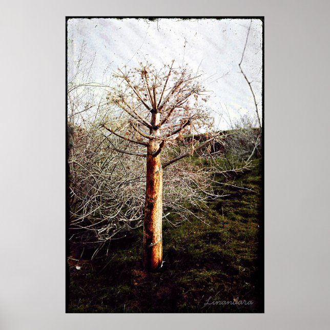 Dry Ferula Plant i Tadzjikistan Poster (Framsidan)