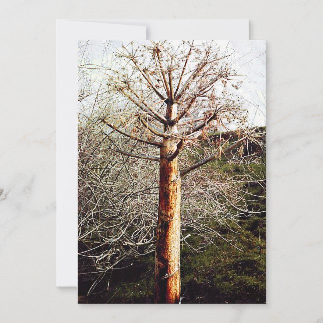 Dry Ferula Plant Julkort (Framsida)