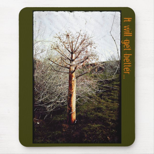 Dry Ferula Plant Musmatta (Framsidan)