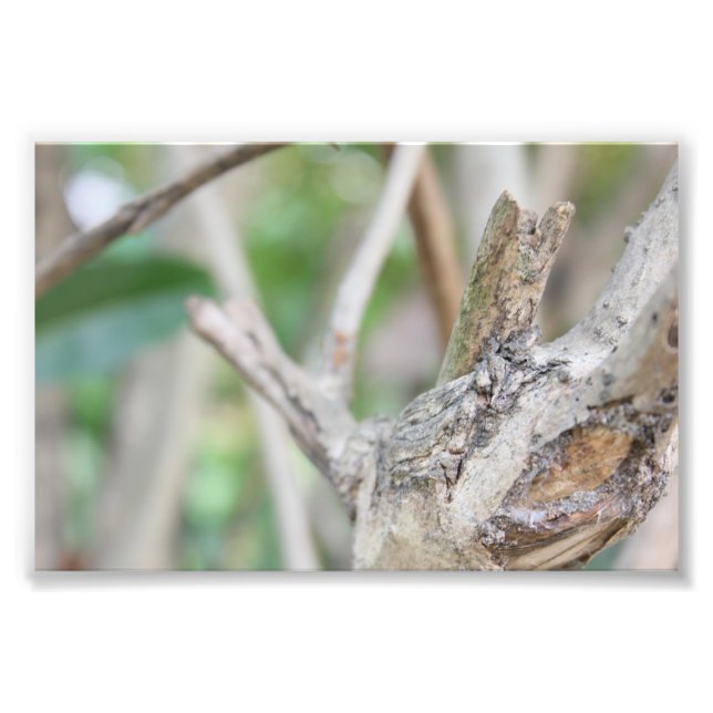 Dry Skogen Fototryck (Framsidan)