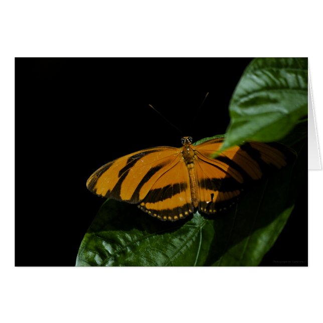 Dryad Card OBS Kort (Framsidan Horizontal)