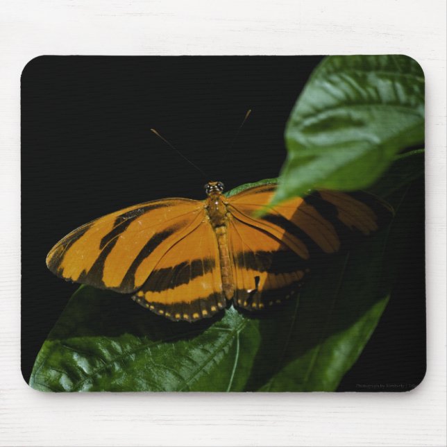 Dryad Mousepad Musmatta (Framsidan)