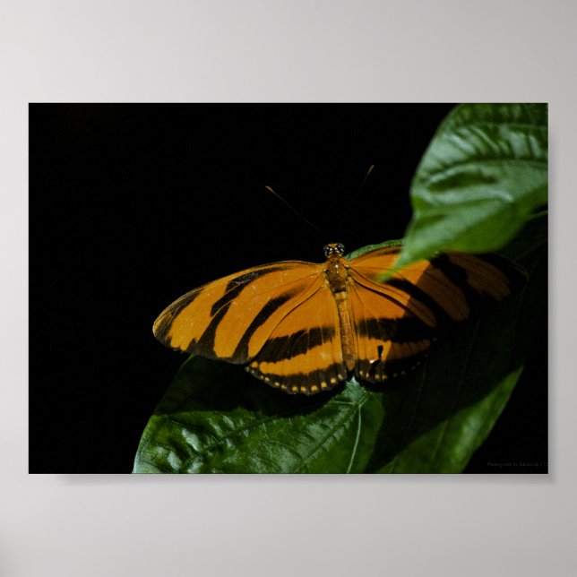 Dryad Print Poster (Framsidan)