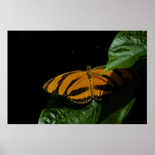 Dryad Print Poster