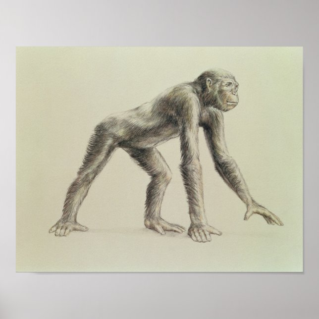 Dryopithecus Africanus Poster (Framsidan)