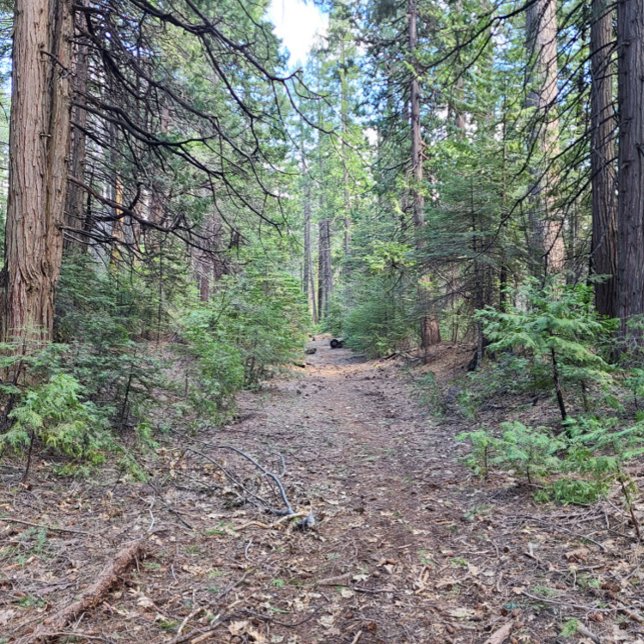 dsafsdaf t shirt (Skapare uppladdad)