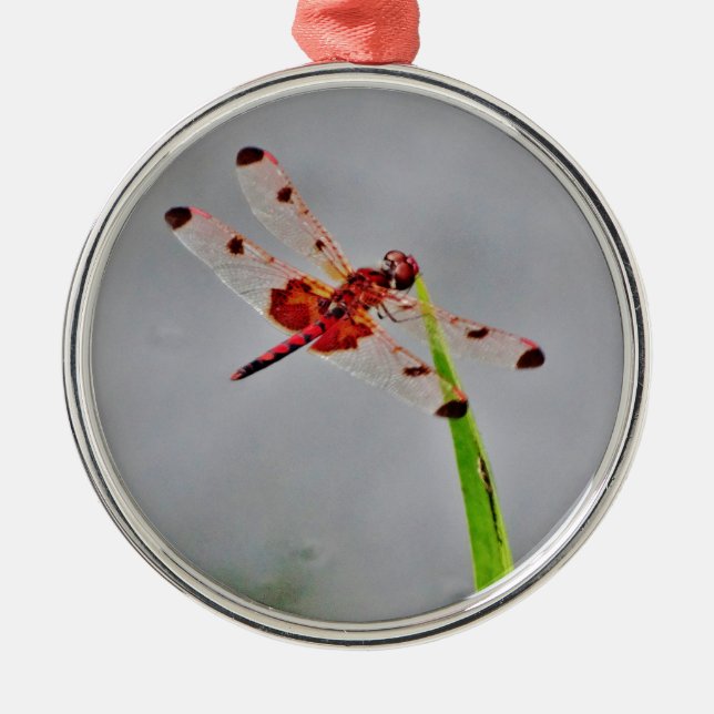 DSC00029.JPG JULGRANSPRYDNAD METALL (Framsidan)