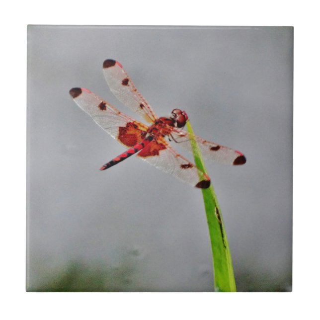 DSC00029.JPG KAKELPLATTA (Framsidan)