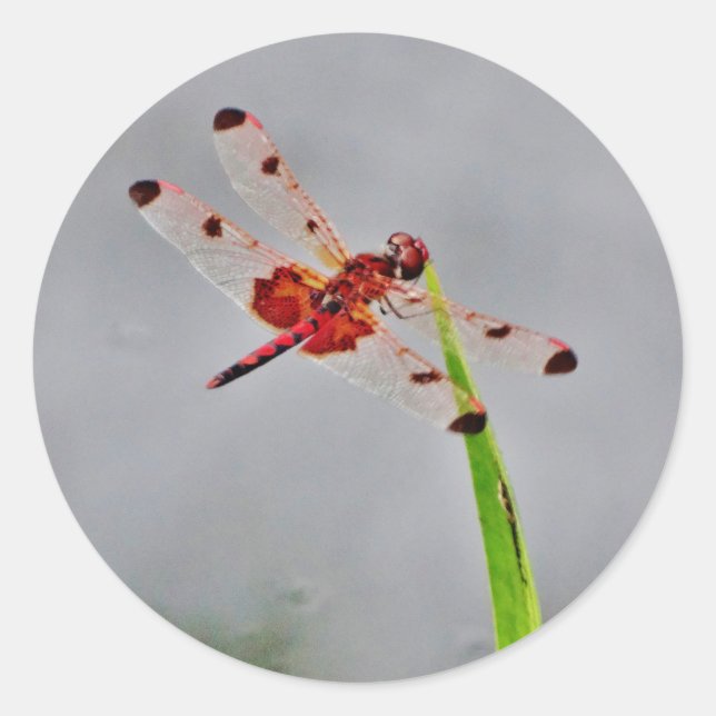 DSC00029.JPG RUNT KLISTERMÄRKE (Framsida)