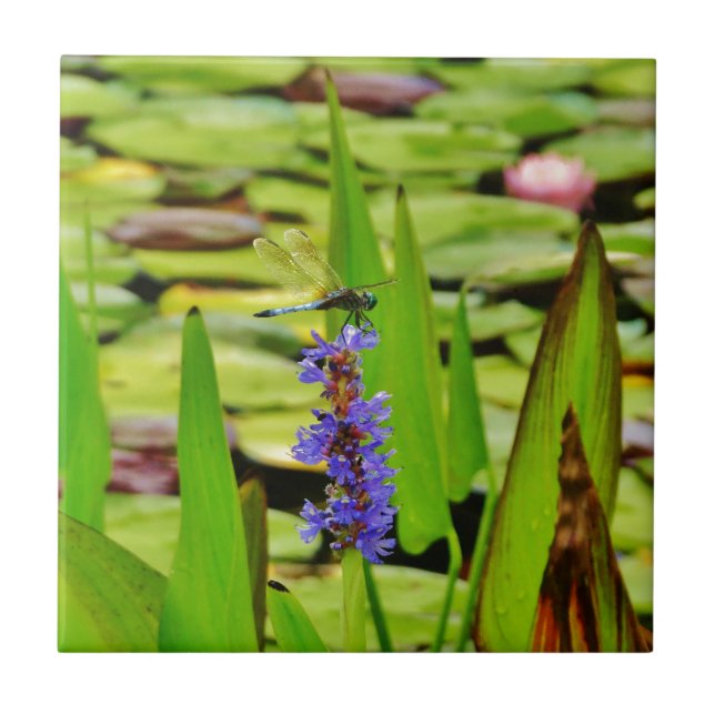 DSC00059.JPG KAKELPLATTA (Framsidan)