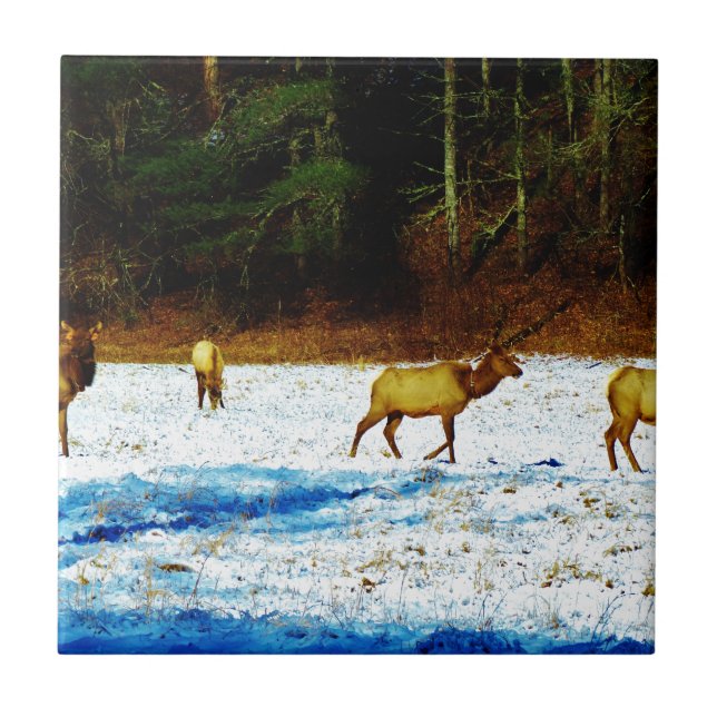 DSC00131.JPG KAKELPLATTA (Framsidan)