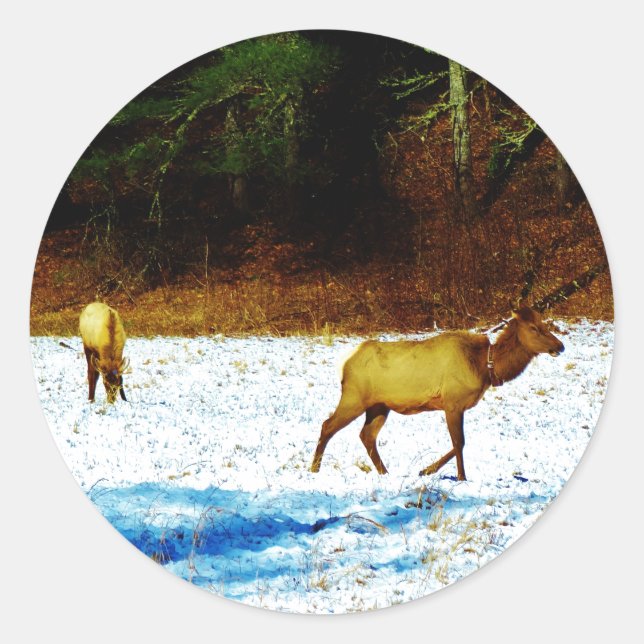 DSC00131.JPG KLISTERMÄRKE (Framsida)