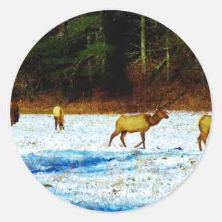 DSC00131.JPG RUNT KLISTERMÄRKE