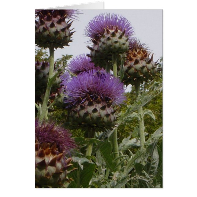 DSC01112 HÄLSNINGSKORT (Framsidan)