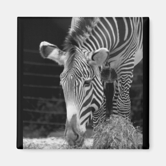 DSC01614 a Magnet (Framsidan)