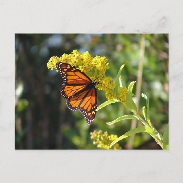 DSC05261 VYKORT (Framsida)