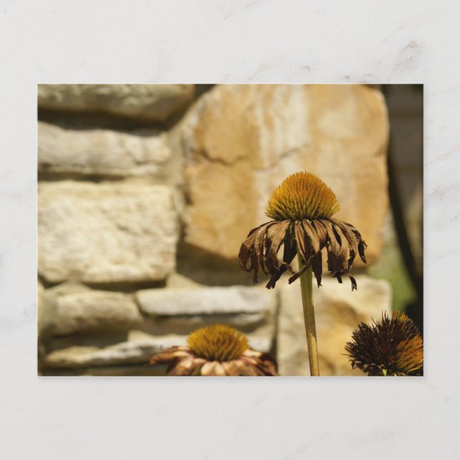 DSC06868 VYKORT (Framsida)