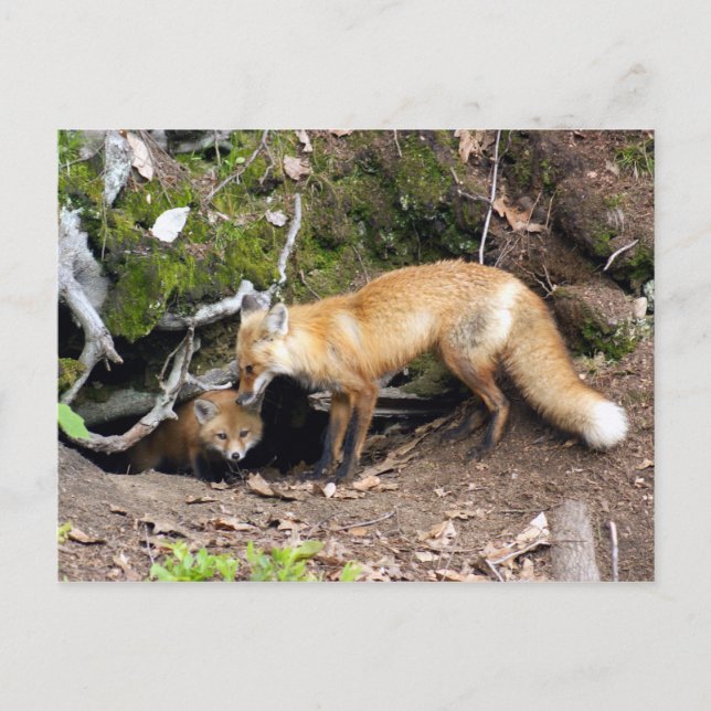 DSC08270-kopia Vykort (Framsida)