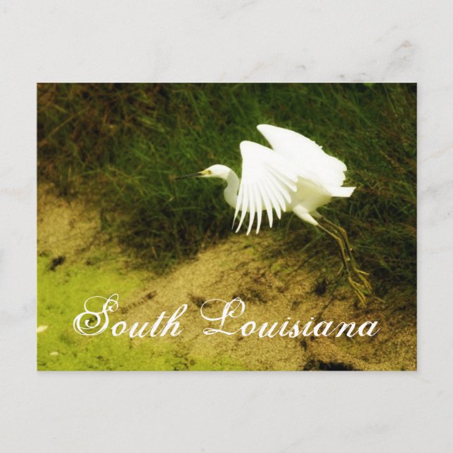 DSC08779bb, South Louisiana Vykort (Framsida)