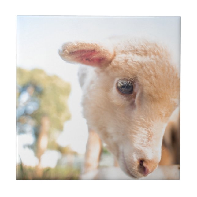 _DSC2491 KAKELPLATTA (Framsidan)