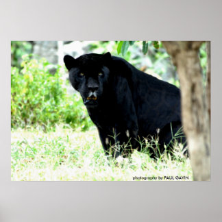 DSC_0235, fotografi av PAUL GAVIN Poster