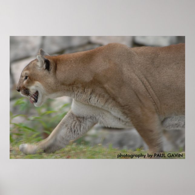 DSC_0254, fotografi av PAUL GAVIN Poster (Framsidan)